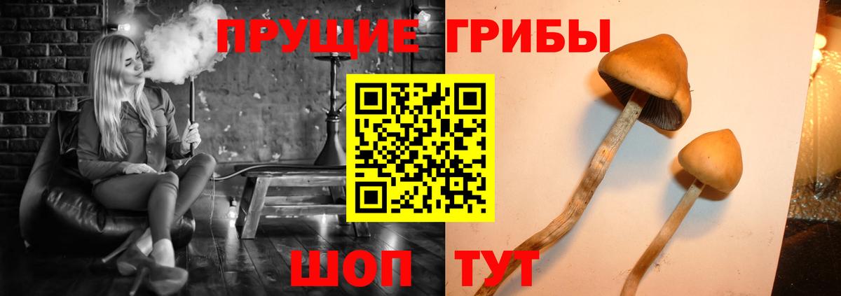 Галлюциногенные грибы Cubensis Балашиха
